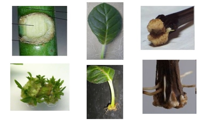 Каллусы на раненых поверхностях растения.