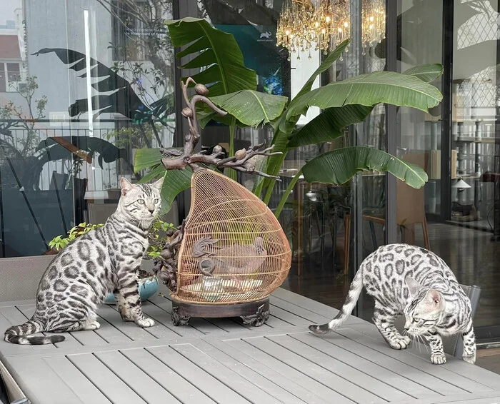 Bengal meow - My, Vietnam, The culture, cat, Longpost