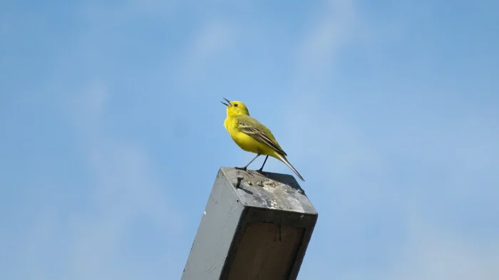 Yellow Wagtail - My, Photo hunting, Birds, Ornithology, The nature of Russia, Animals, Wagtail, In the animal world, Bird watching, Video, yellow wagtail, Ornithology League, The photo