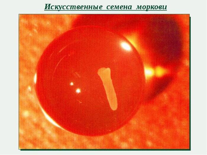 Искусственное семечко моркови с меристемным зародышем в желатиновой оболочке.