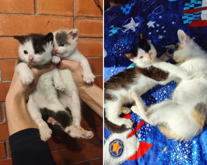 Continuation of the post “I have new kittens from the camp site in the village of Shapki. We crawled along the path near the administrative building - My, Animal Rescue, Helping animals, cat, Veterinary, Kittens, Vertical video, Video, Reply to post, Longpost