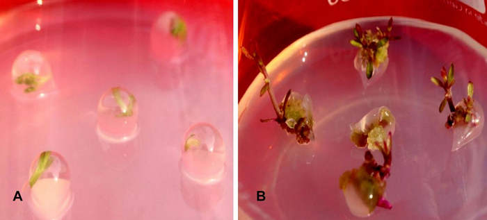 Развитие растений из искусственных семян в лабораторных условиях.