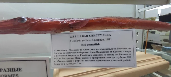 I don’t know if it happened or not! But here you go) - My, A fish, Zoological Museum, Saint Petersburg