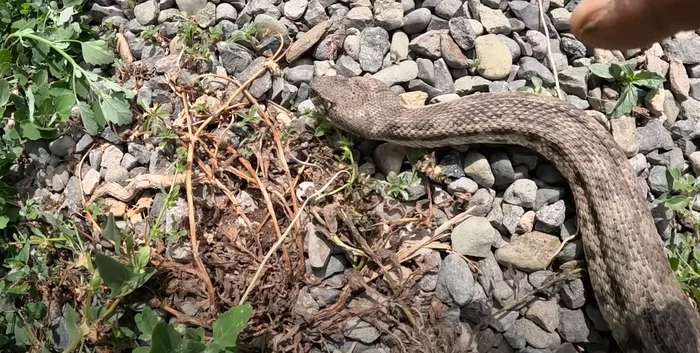 This is the snake my grandfather and I caught - My, Milota, Snake, The photo