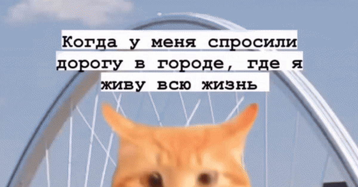 But it's true... - cat, Love your city, Get to know your city, GIF