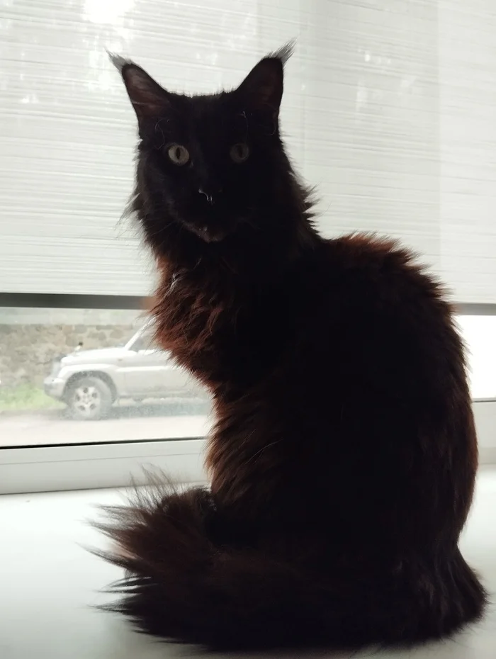 Kotography - My, cat, Black cat, Maine Coon, Mobile photography