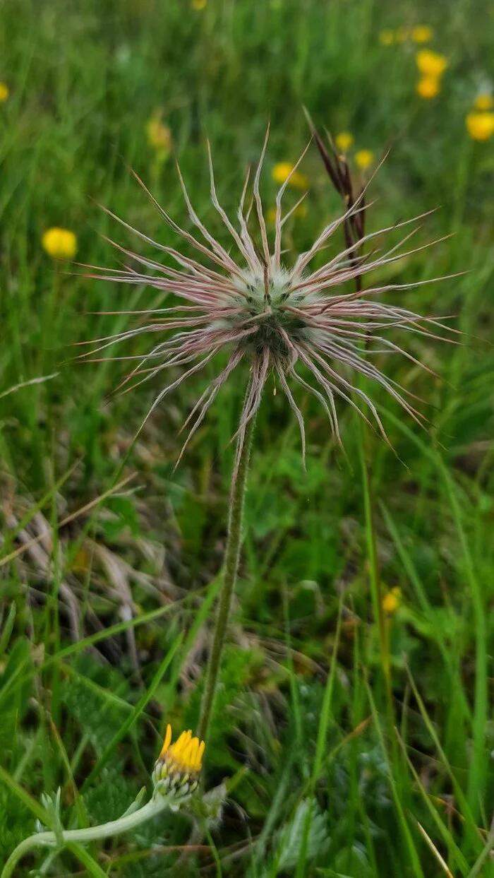 Purple lumbago - Nature, Краснодарский Край, Plants, Republic of Adygea, Krasnodar, Longpost