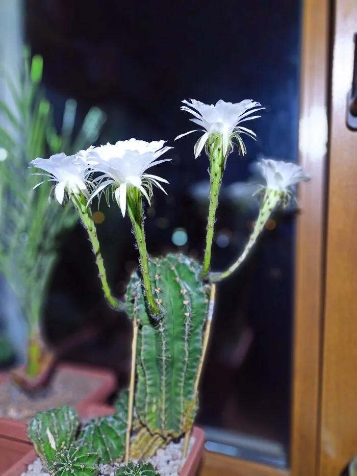 Mad cactus - Flowers, Blooming cacti, Nature, Longpost, The photo