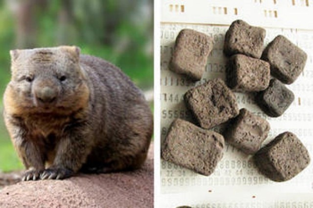 Wombat cubes - Images, Zoology