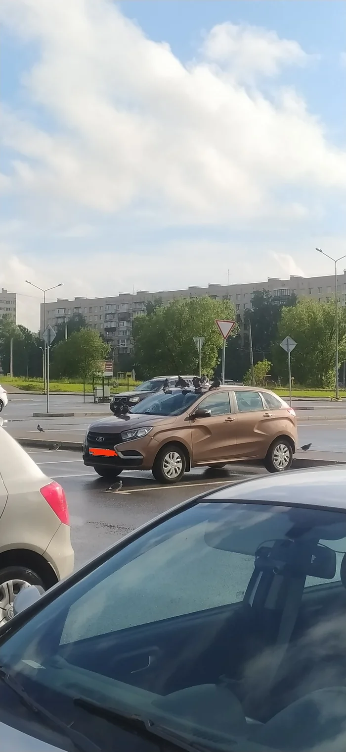 Спавн голубей - Моё, Голубь, Птицы, Жигули, Машина, Парковка, Длиннопост