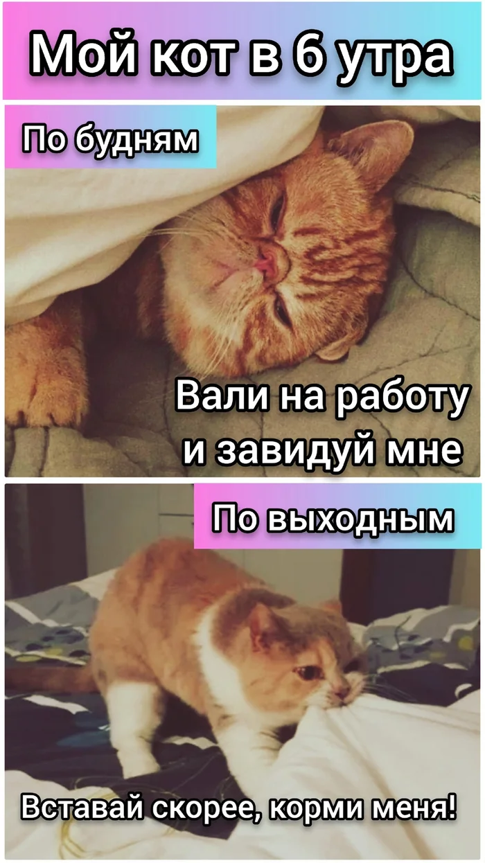 And you? ;) - cat, Humor, Picture with text, Morning, Work, Weekend