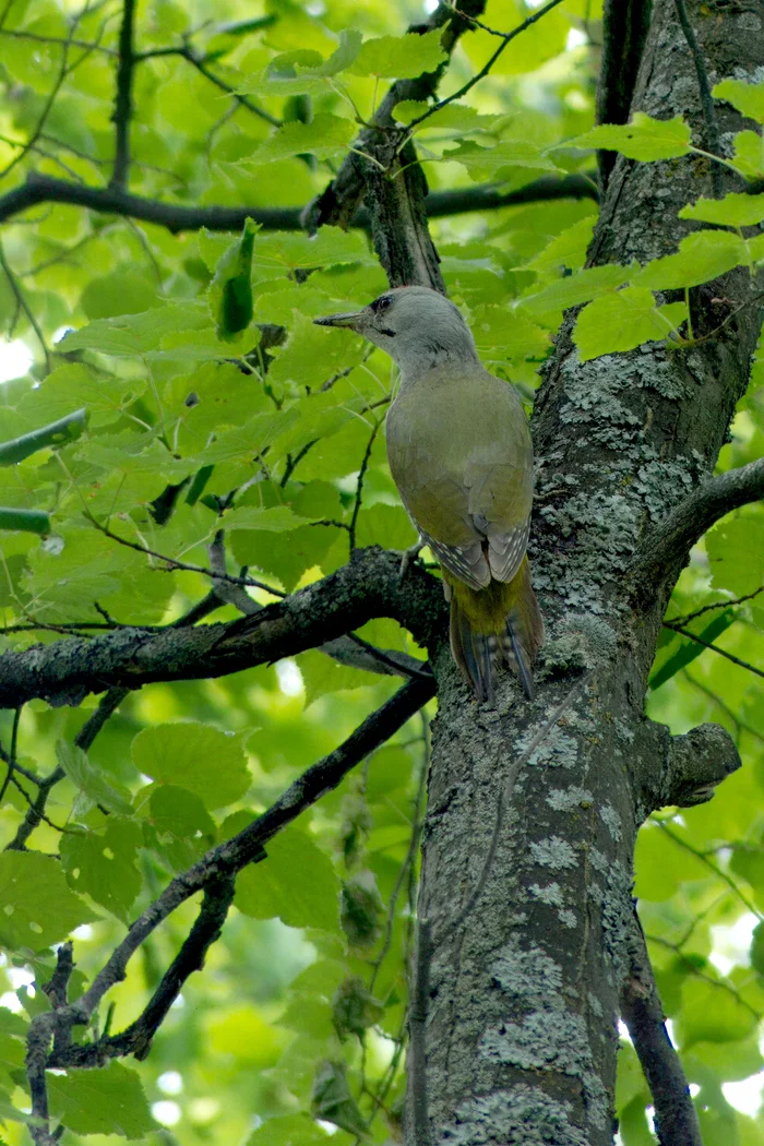 gray woodpecker - My, Saratov, Ornithology, Ornithology League, Kumysnaya Polyana, Woodpeckers, Longpost, Birds, The photo