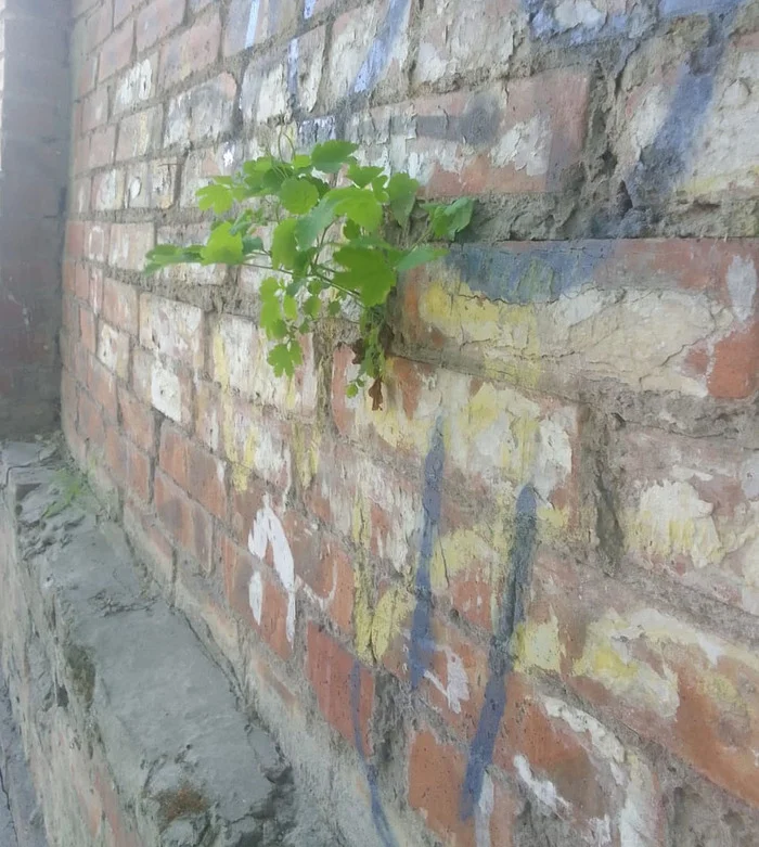 Grass growing from the wall - My, Greenery, Taganrog, The photo
