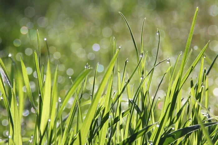 Is it true that the smell of cut grass is a plant’s “cry” of pain? - My, Nature, Plants, Grass, Summer, Flowers, The science, Biology, Research, Informative, Smell, Scent, Experiment, Facts, Проверка, Longpost, Video, Youtube