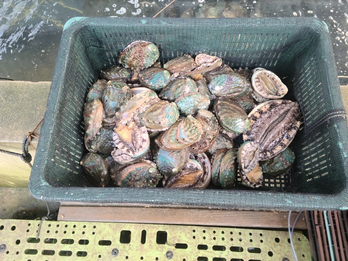 Морское валагалище