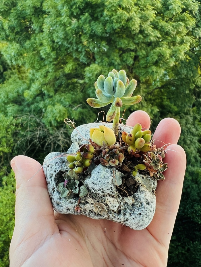 Эксперименту четыре месяца, растения не набрали тургор(плотность), беспорядочно выпускают воздушные корни. Камень не подходит для приращивания