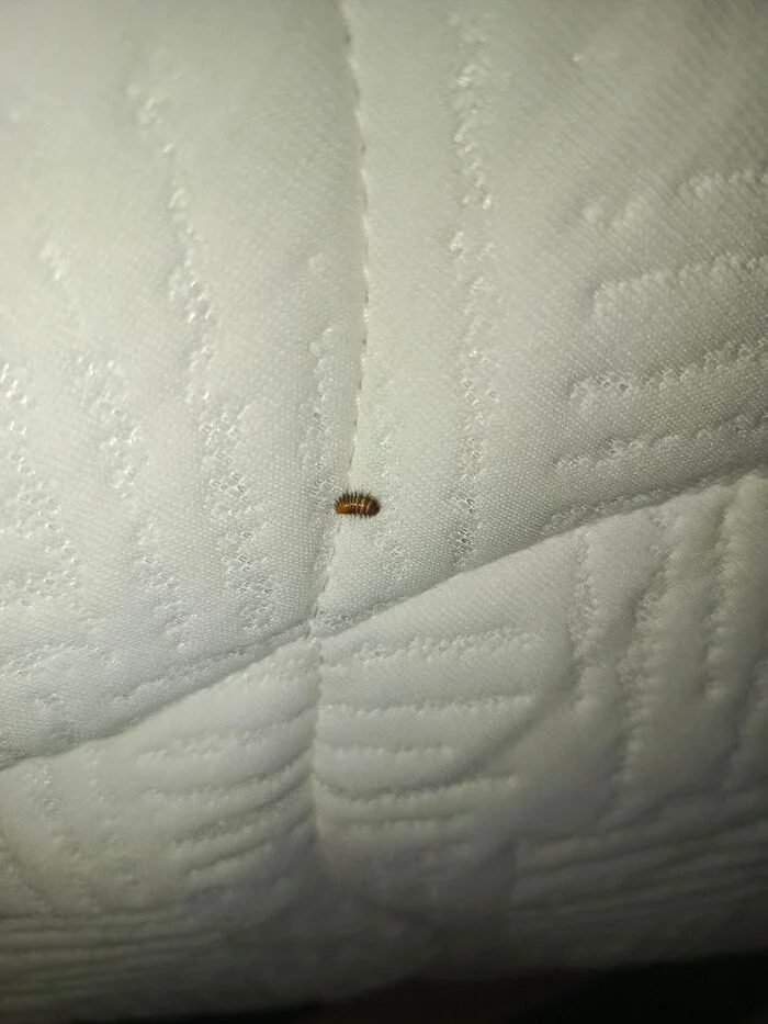 Help me identify who it is in the photo? - My, Insects, Bedbugs, Longpost