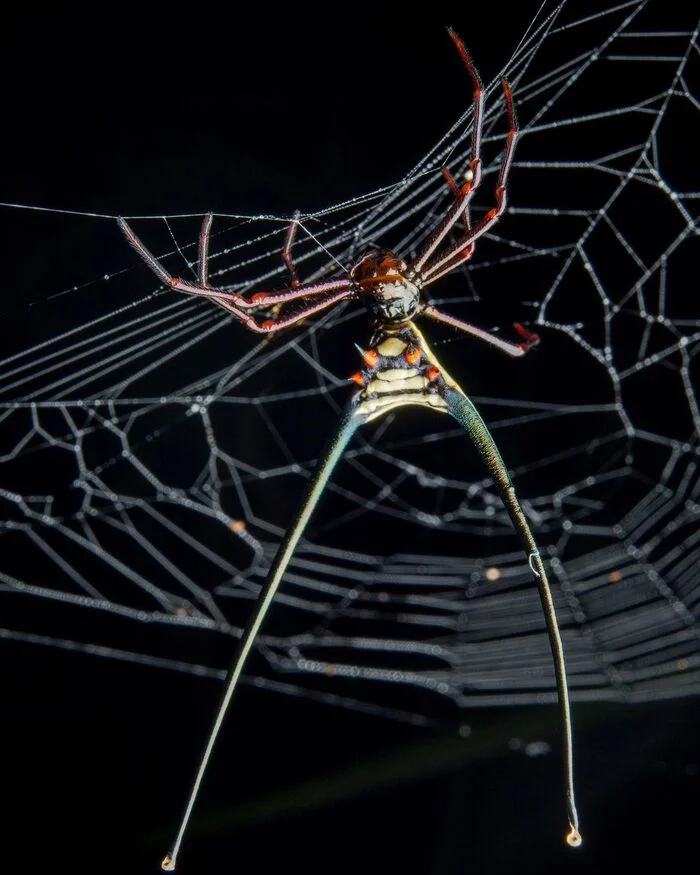 Micrathena cyanospina - Spider, Arthropods, Web, Wild animals, wildlife, South America, The photo