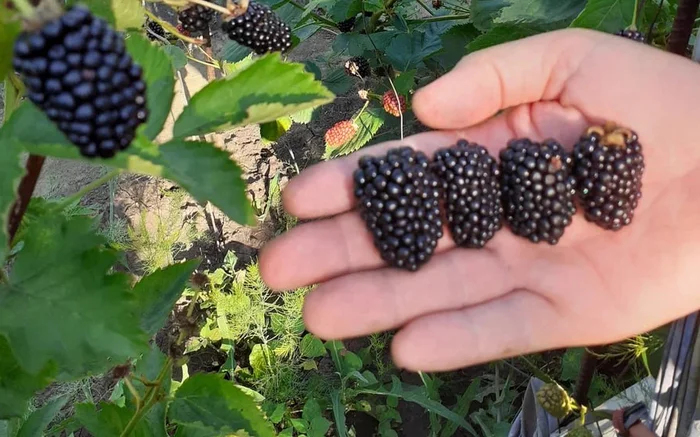 And blackberries can hurt - Dacha, Garden, Garden, Gardening, Agronomist, Blackberry, Telegram (link)