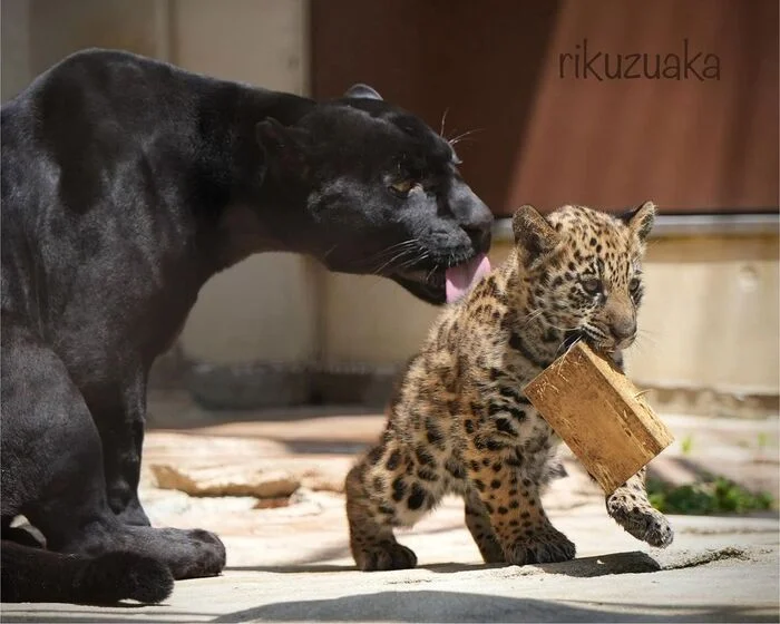 Mom, don't interfere! - Young, Jaguar, Big cats, Cat family, Predatory animals, Wild animals, Zoo, Toys for animals, Lick, The photo