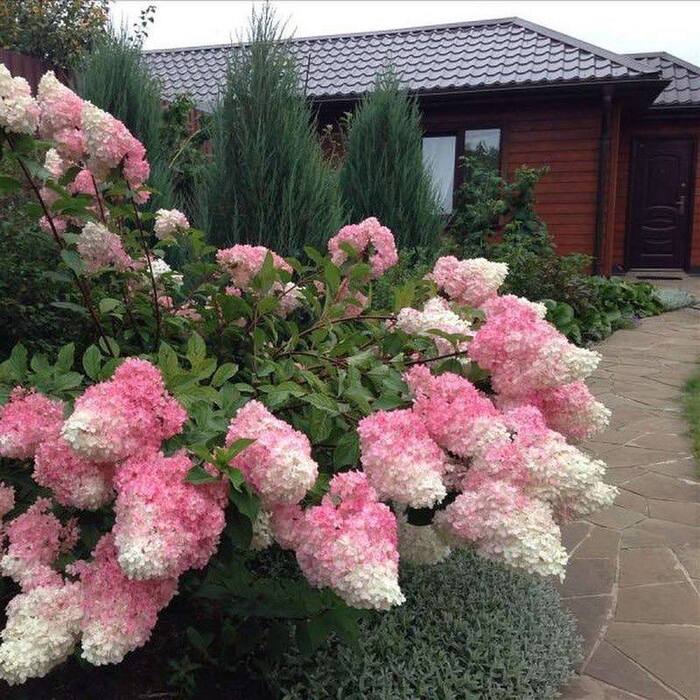 Hydrangea paniculata Vanilla Fraze - My, Gardening, Garden, Garden, Flowers, Bloom, Plants, Dacha, Summer residents, Vacation home, Longpost