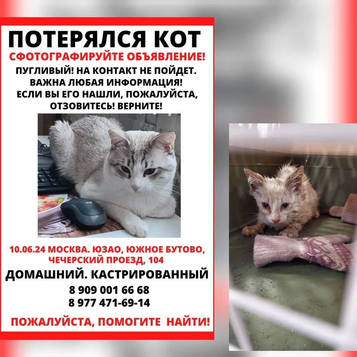 Help me find. Moscow. Butovo - cat, Butovo, South Butovo, Animal Rescue, No rating, Lost cat, Moscow