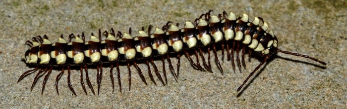 Южноамериканская многоножечка отряда Многосвязы, Beatadesmus yuma, познакомьтесь)