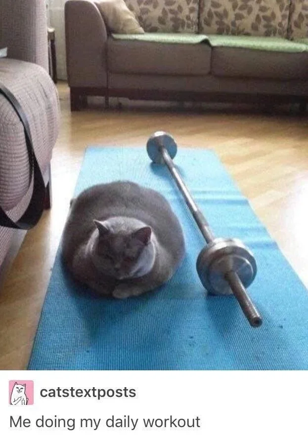 Do you recognize yourself? - Humor, Memes, cat, Barbell, Screenshot, Fat cats