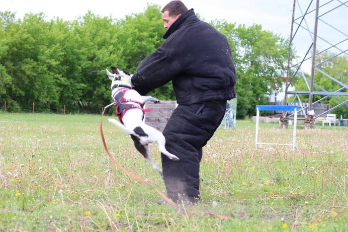 Dog training in Omsk - OTSSS - Training, Dog, Dog lovers, Puppies, Omsk, Longpost