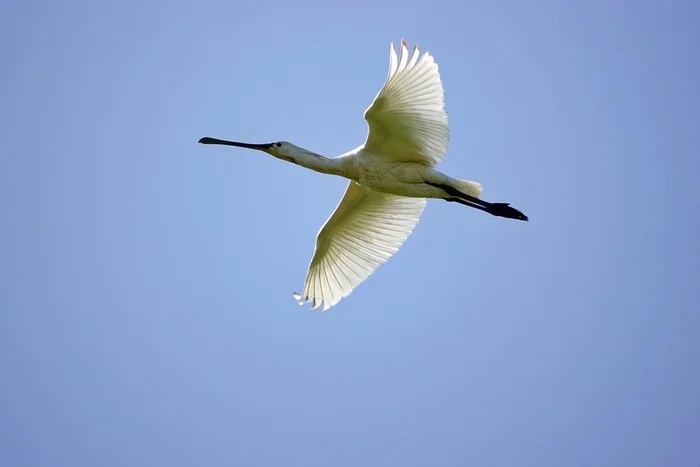 Spoonbill in flight - My, The photo, Netherlands (Holland), Nature, Birds