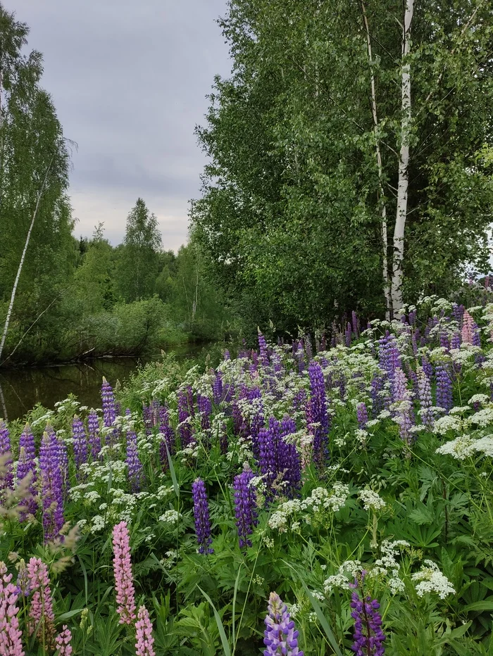 Lupine - My, Flowers, Lupine, Nature, beauty, Lake, Birch, The photo