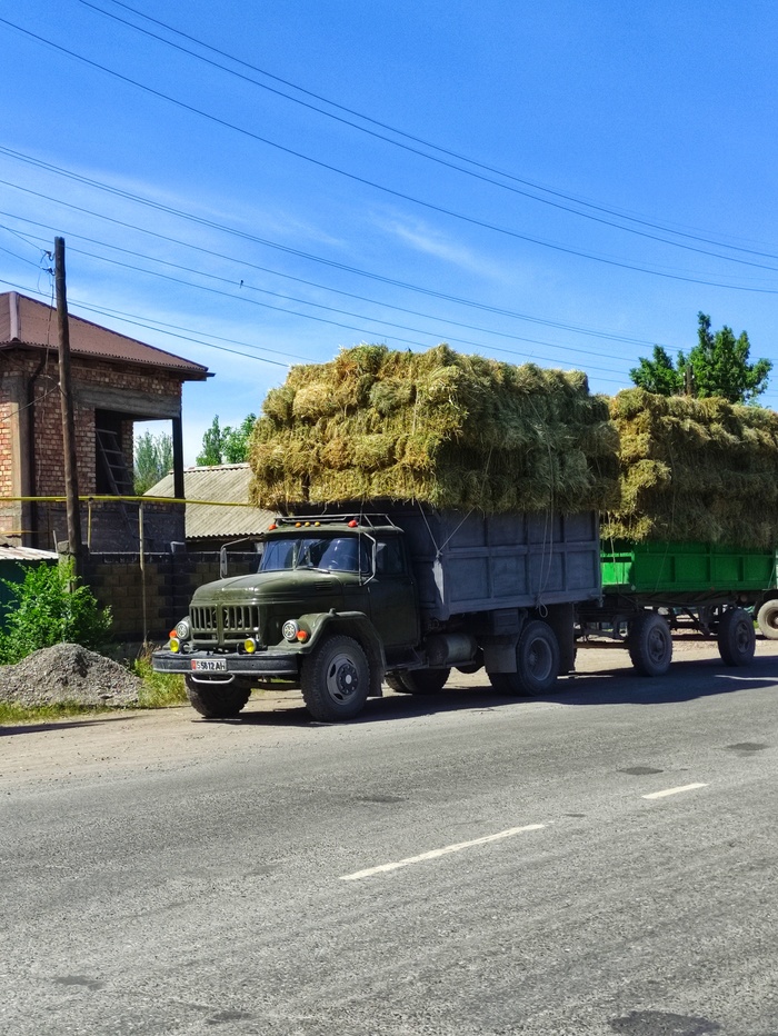 Сено для коровок!