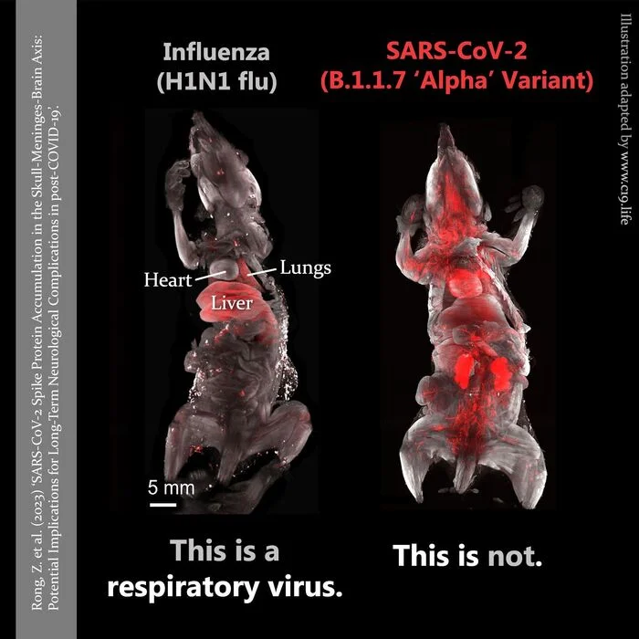 Coronavirus is NOT a cold - Research, Coronavirus, Scientists, The science, Biology, Mouse, Cold