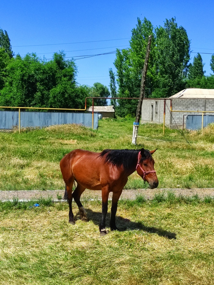 Казахский тулпар!