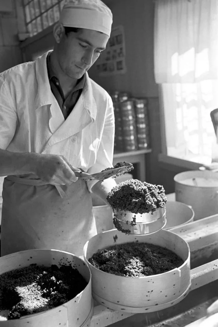 Canning black sturgeon caviar caught in the Volga, Astrakhan, USSR, 1963. Photo: Valery Shustov - the USSR, Canned food, Black caviar, Astrakhan, Volga river, 60th, Made in USSR, Telegram (link)