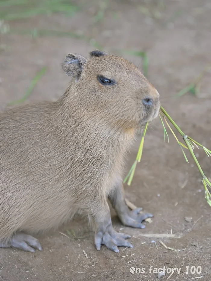 A serious guy - Wild animals, Zoo, Capybara, Young, Branch
