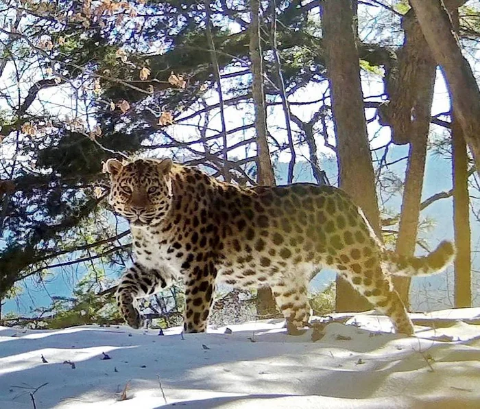 Tramp of Love Casanova - Far Eastern leopard, Reserves and sanctuaries, Primorsky Krai, Leopard, Wild animals, wildlife, Big cats, Cat family, For the first time, Predatory animals, Phototrap, The photo, Telegram (link)