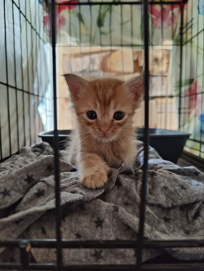 Hello everyone from a ginger kitten who came to me two days ago in poor condition. He survived! - My, Animal Rescue, Tosno, Helping animals, cat, Kittens, Vertical video, Video, Longpost