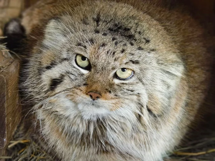 Story 1 - Pallas' cat, Books, Prose, Literature, Writers, Reading, Excerpt from a book, Liters, Predatory animals, Small cats, Wild animals, Cat family