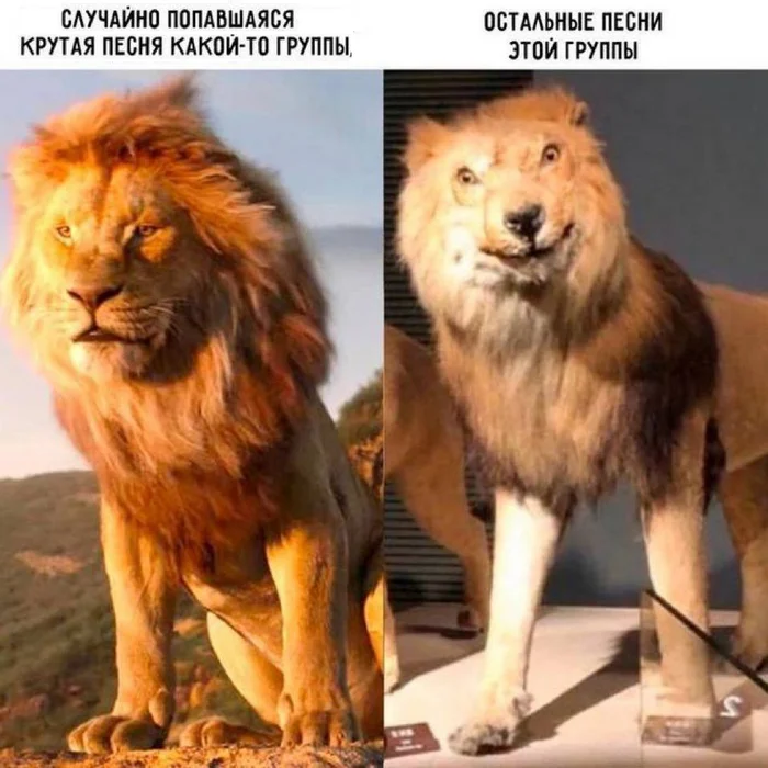 Vital - Picture with text, Memes, a lion, Song, Group