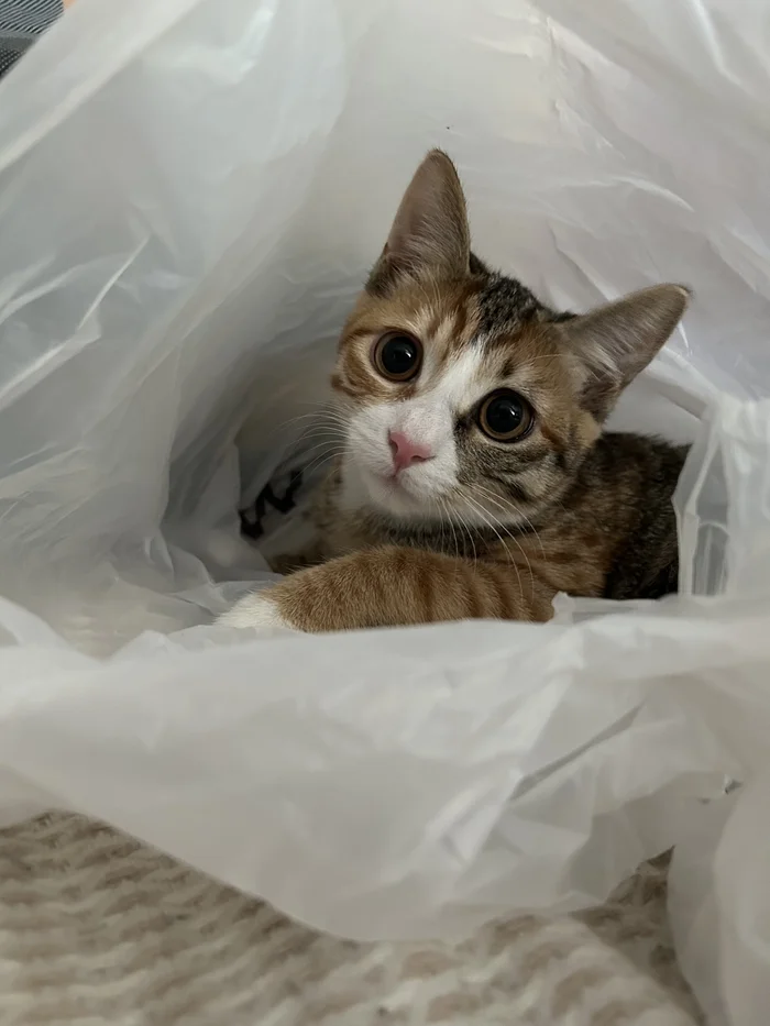 Does your cat love bags too?) - cat, Tricolor cat, Pets, The photo