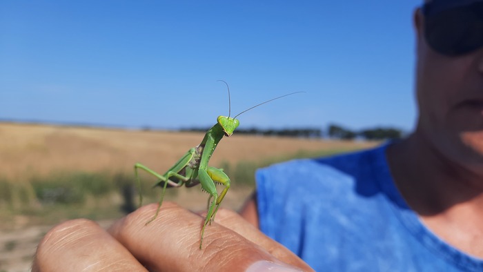 Богомол обыкновенный (Mantis religiosa)