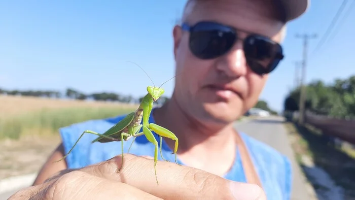 Mantis will pray for you, Pikaboutians! Post in peace! - My, Short post, Insects, Mantis, The photo