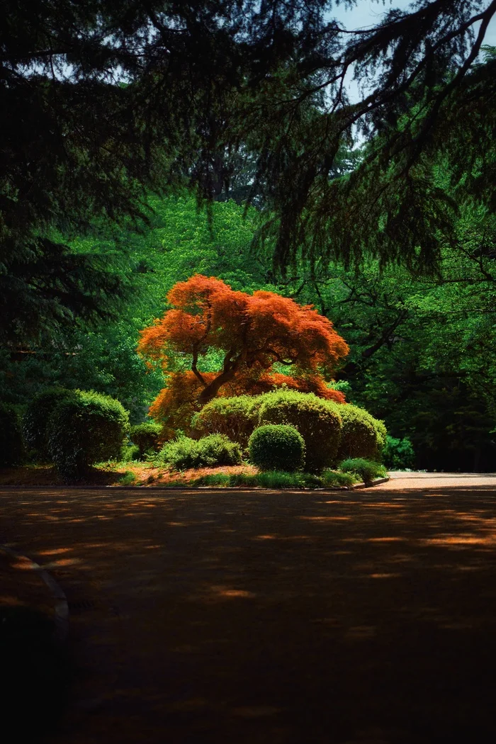 Tokyo. Shinjuku Gen Park - My, Tokyo, Japan, The park, The photo, Spring, Longpost