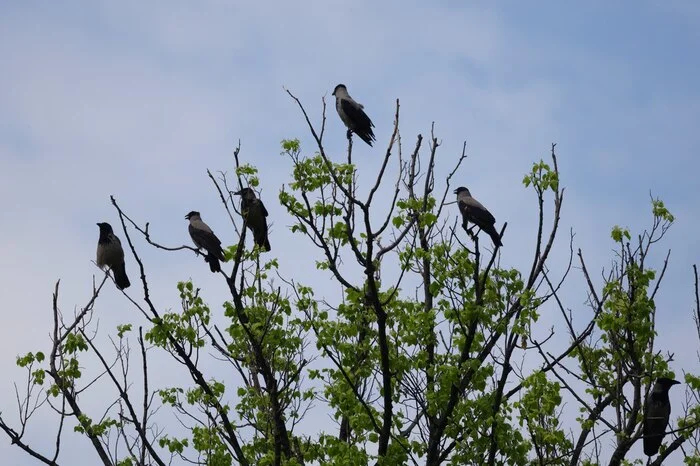 They are sitting and yelling - My, Crossposting, Grey Crow, Birds, The photo, Longpost