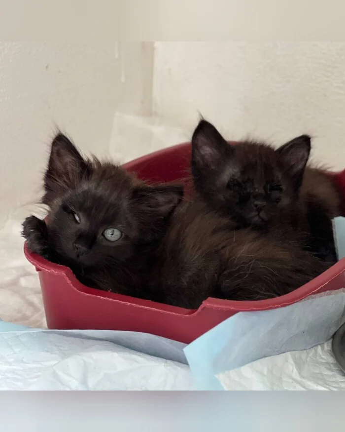 Blind kittens, disabled babies looking for a family - My, Kittens, cat, In good hands, No rating, Cats and dogs together, Fat cats, Disabled person, Animals, Pets, Shelter, Animal shelter, Is free, Give Life, Tail, Black cat, Help, Longpost