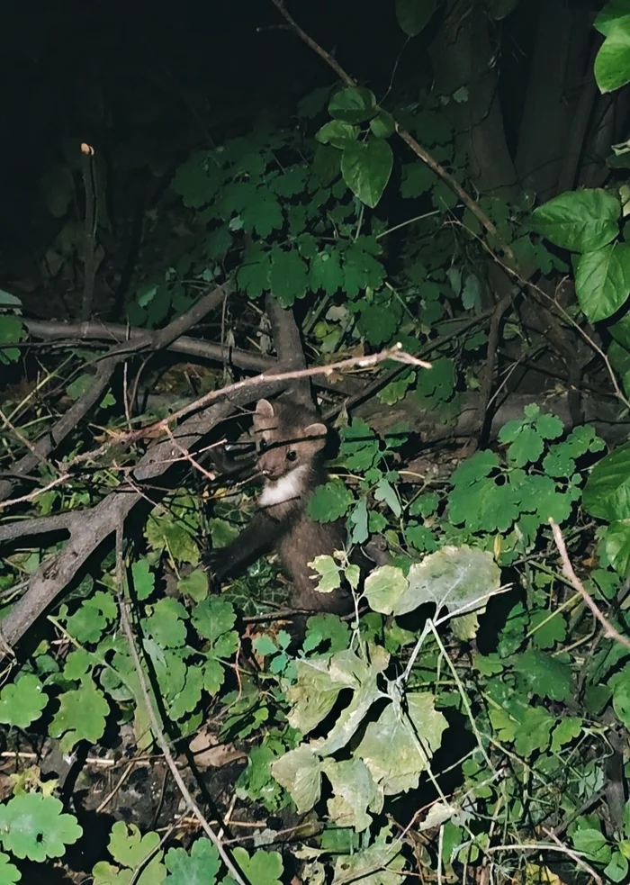 Restless night... - My, Marten, Crimea, Video, Vertical video, Longpost