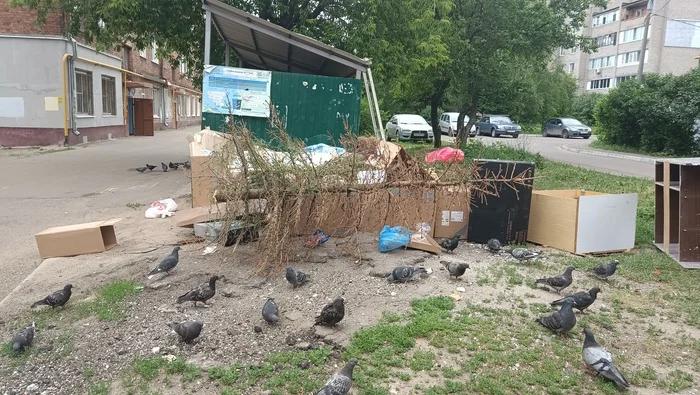 Did it take up a lot of space? - My, Trash heap, Christmas tree, Christmas trees, Weakling, The photo