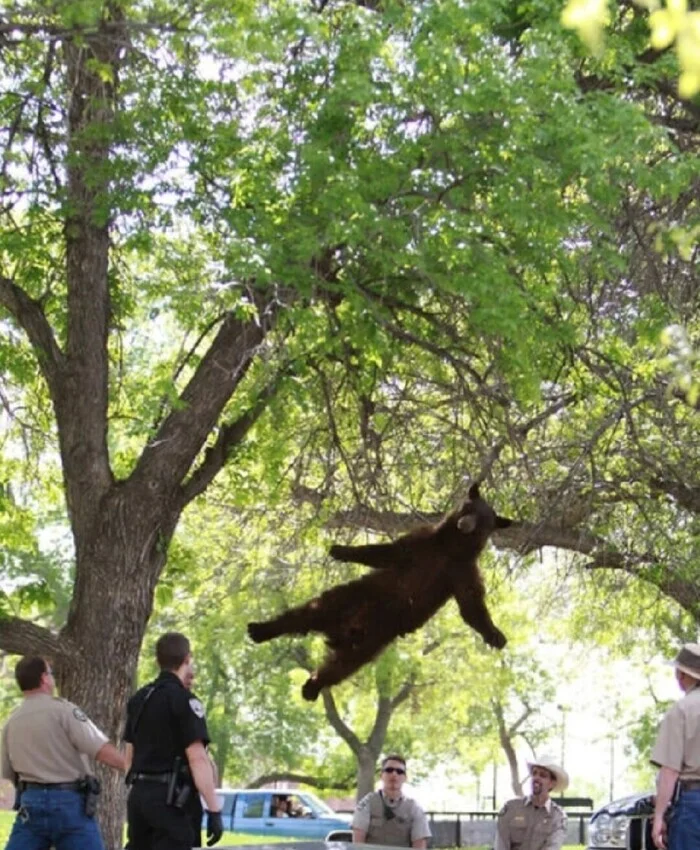 Just a bear falling from a tree - Humor, The Bears, Suddenly, The fall, Funny, Repeat