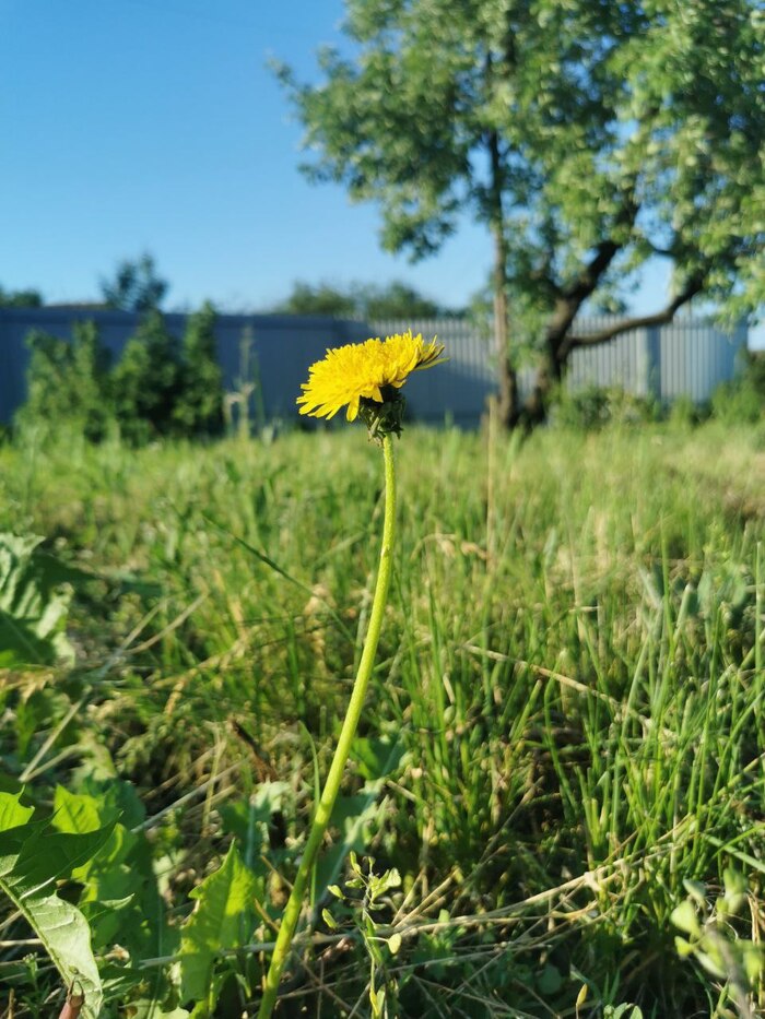 Фотографию сделал только что специально для поста. Один из последних одуванчиков. До этого было целое жёлтое море. :)